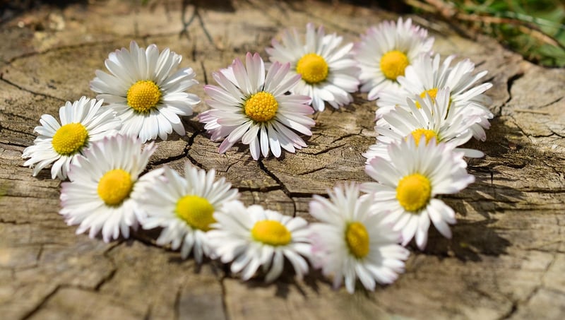Recycled crafts